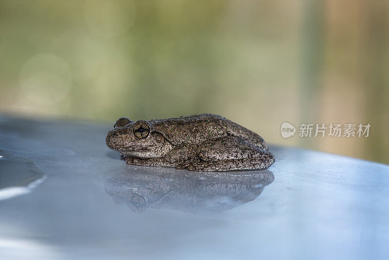 庇隆的树蛙（Litoria peroni）